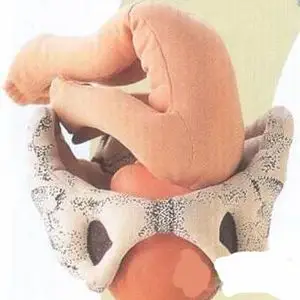 最全胎儿入盆图