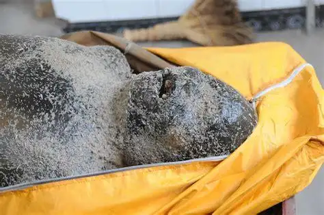 殡仪馆火化死人美女殡仪馆火化死人过程2022已更新今日资讯