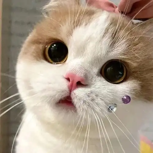 奶猫头像我的无辜大眼睛圆嘛
