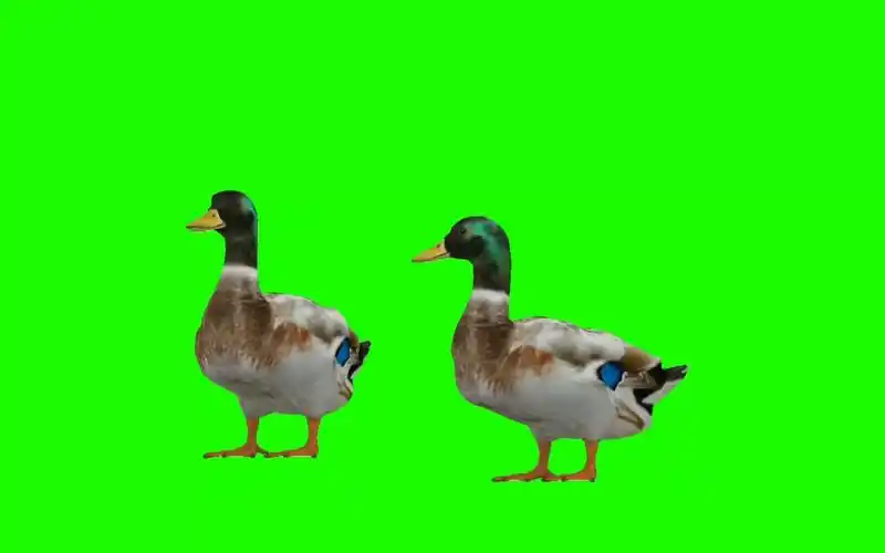 绿幕视频素材鸭子