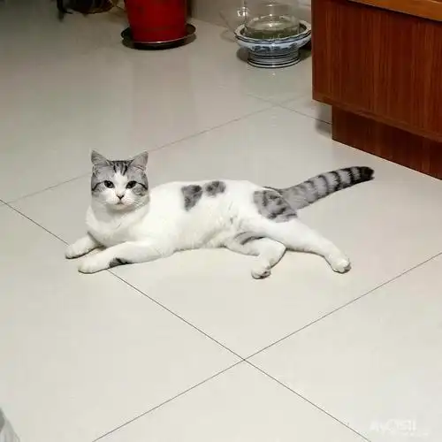 一岁多的蓝 蓝白串串妹妹,找对象