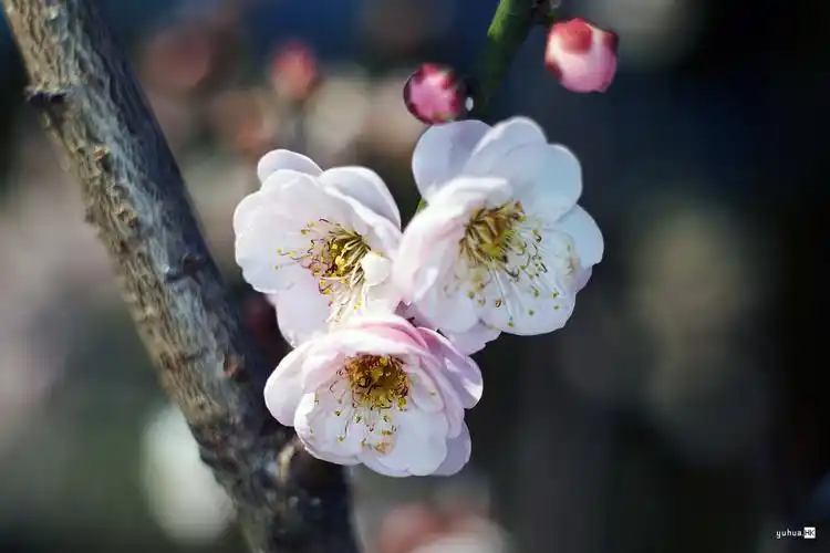 潮塘宫粉梅花一