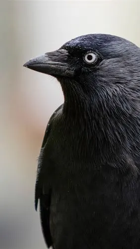 乌鸦,黑色的羽毛鸟,花 4k