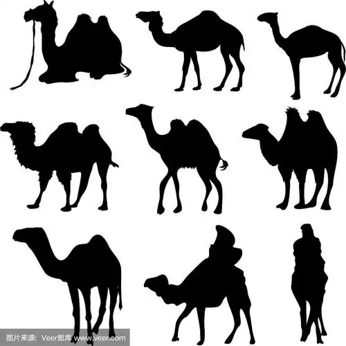 骆驼轮廓