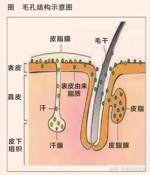 然而,以解剖学和组织学的观点,毛孔不单单是指一个凹陷结构,至少包含3