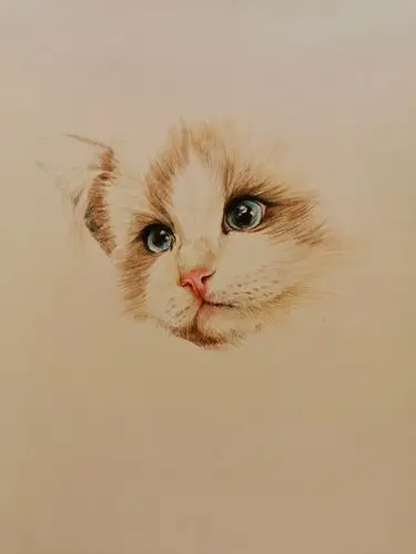 彩铅小练习—可爱猫咪