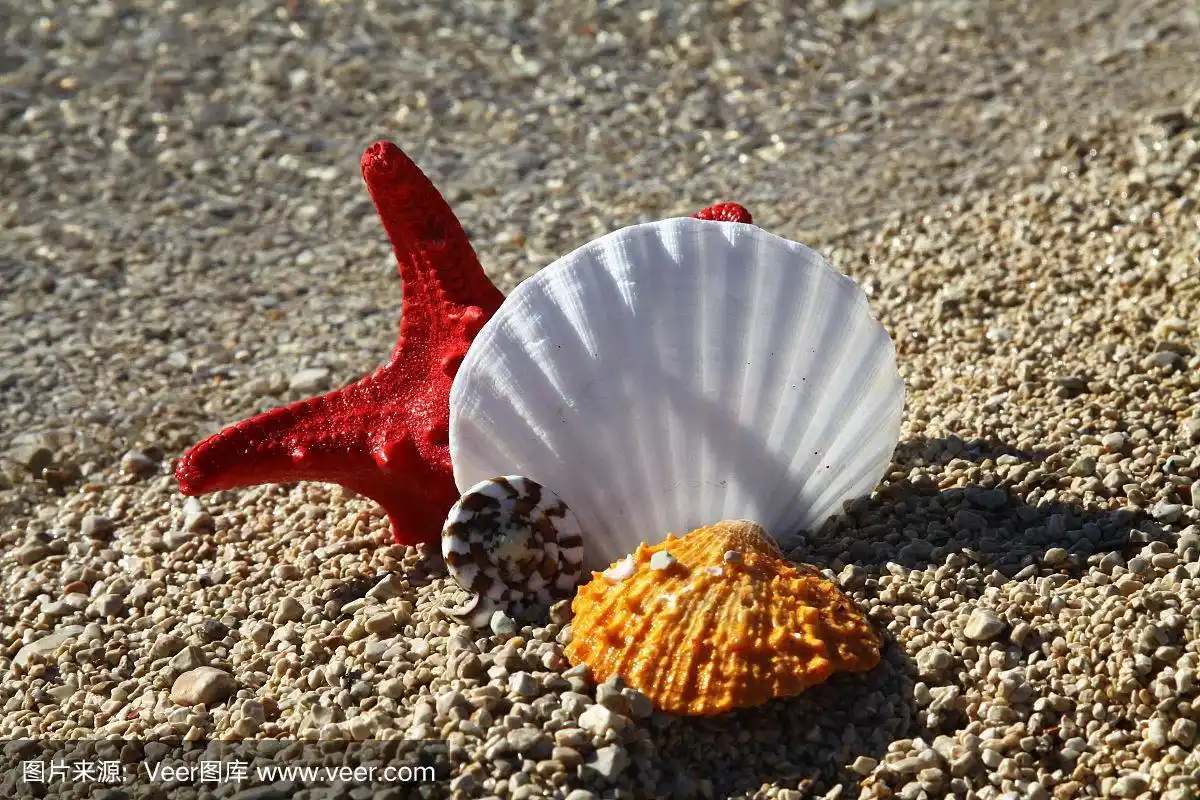 海滩上的贝壳