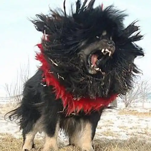 世界仅存一只藏獒之王:鬼獒王,吓死人!