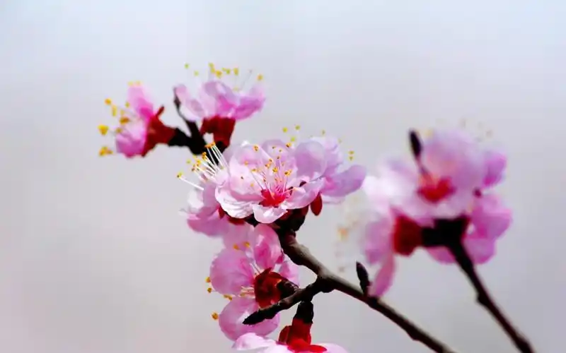 杏树花高清图片壁纸1下载