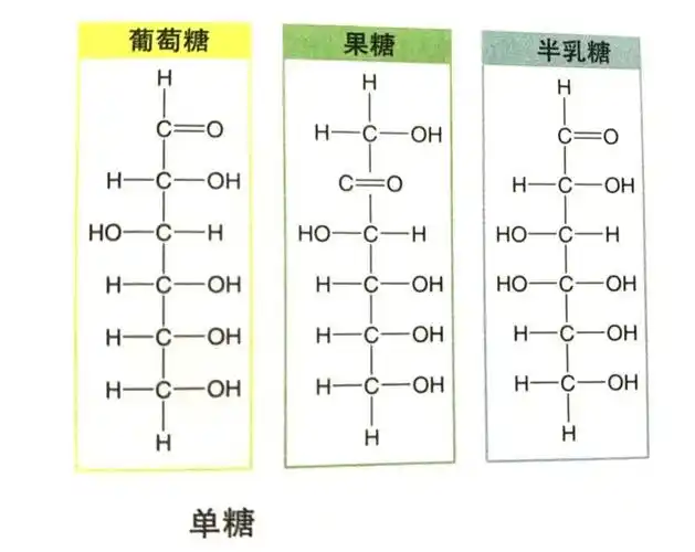 它们都含有碳,氢和氧元素,但其结构和甜度略有不同.
