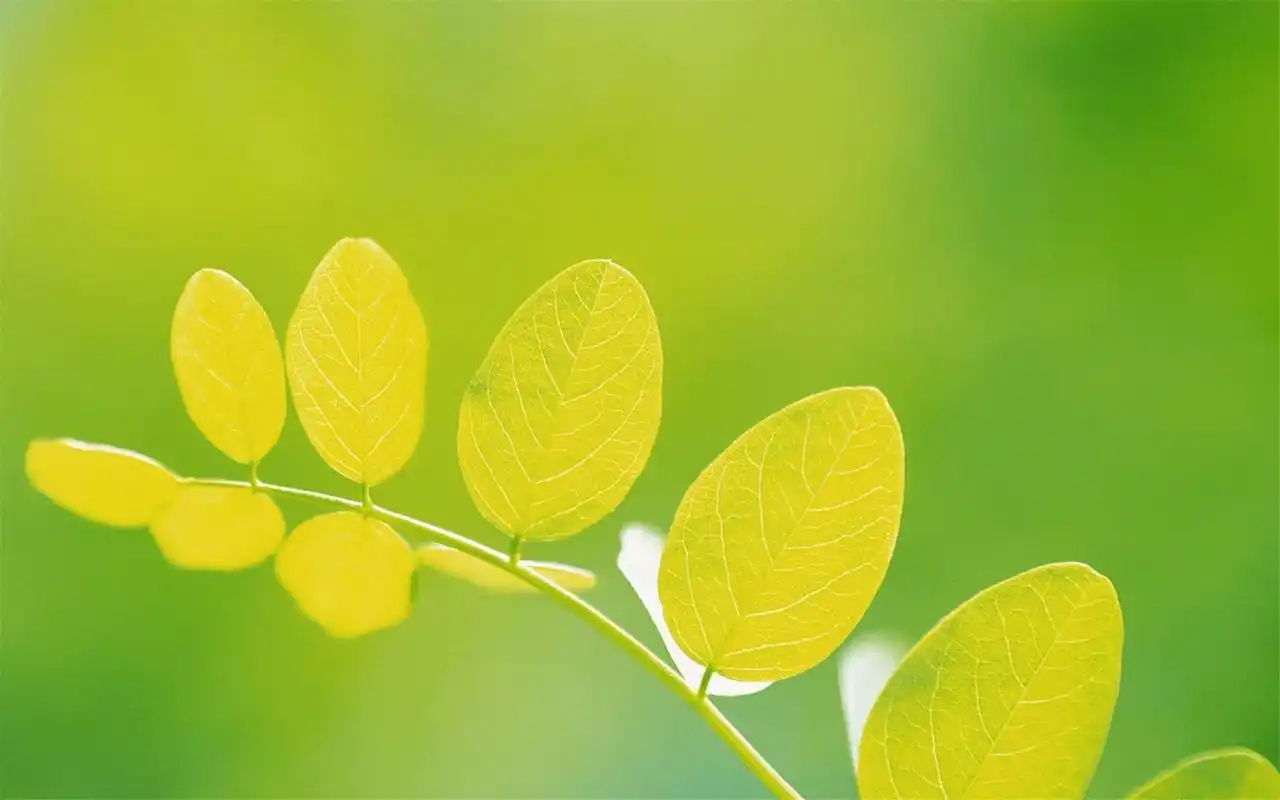 小清新植物绿色护眼桌面壁纸下载