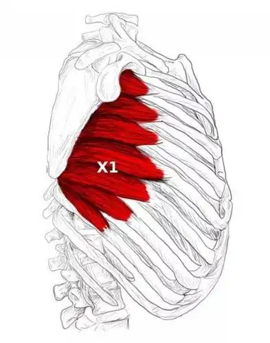 你不可忽略!正面三大视觉肌肉——前锯肌,美与功能性的隐形主角