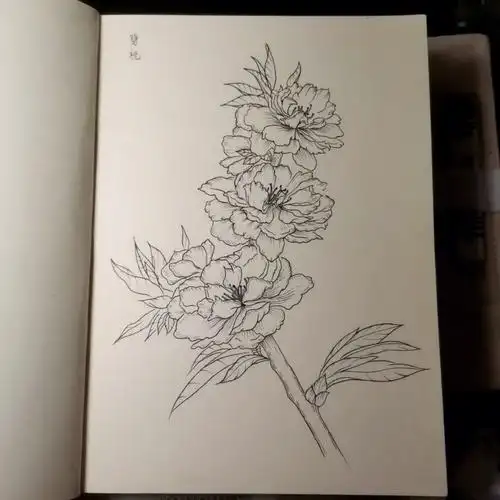 临摹练习桃花