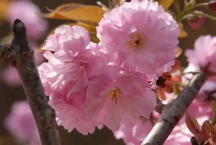 春天的花朵15-八重紫樱