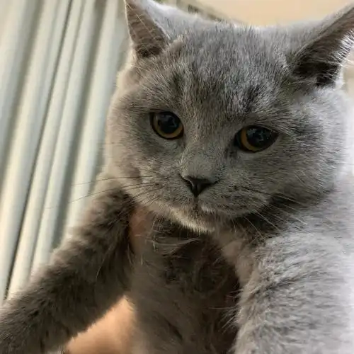 蓝猫 我们摆脱油腻!