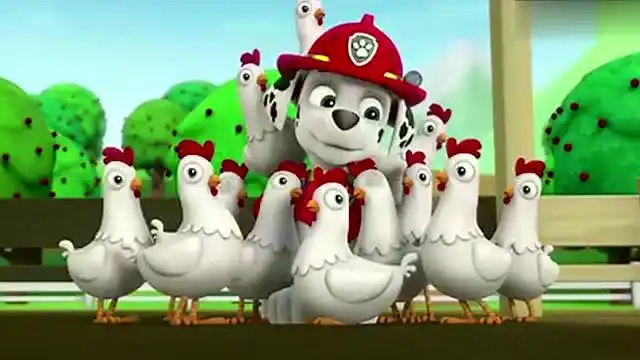 汪汪队立大功:调皮的咕咕鸡居然爬到了牛的屁股上 哈哈哭笑不得