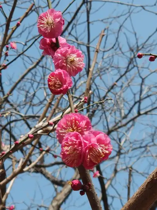 朱砂品种"红梅".历经严寒苦相逼,一片丹心向阳开.