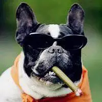 戴墨镜的狗狗图片头像_微信头像图片大全