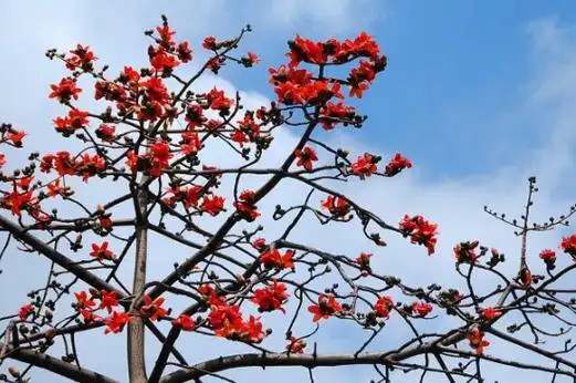 木棉花的花朵单生在介绍枝顶,花色花的一般呈红色或橙红色77,直径在