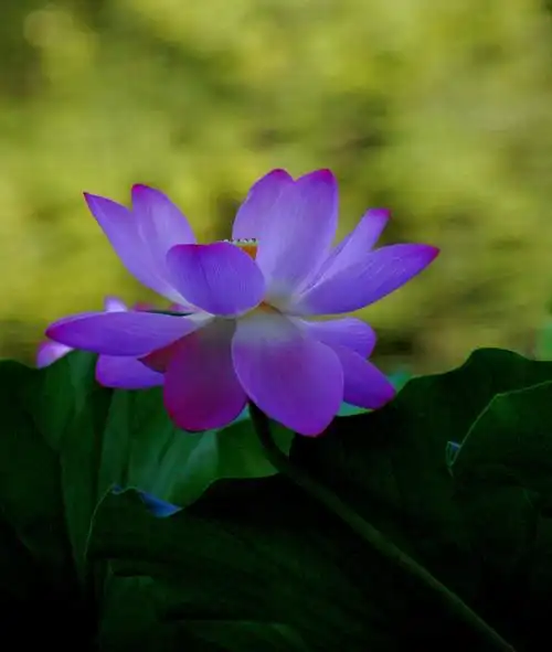 荷花如朵朵火焰,为夏日注入无限的热情;荷叶像片片蒲扇,为暑热注入股