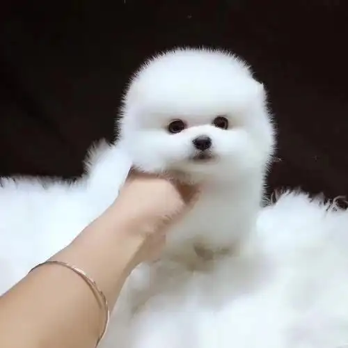 (今日10折)茶杯犬纯种博美幼犬小型可爱泰迪迷你长不大真狗狗活幼体