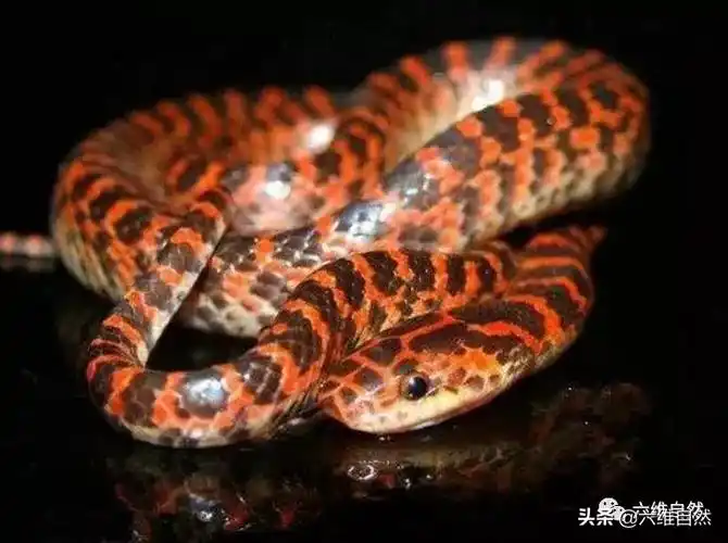 *最吓人的一条巨蛇,野生红尾赤链蛇的毒性大不大