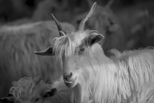 山羊作业之三:你看着我