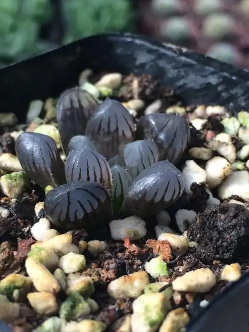 十二卷紫肌玉露/大型紫姬玉露紫玉露多肉植物组合盆栽/哒哒植屋