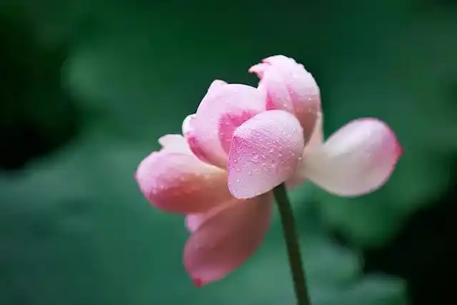 七宝池中菡萏馨一一东林千年莲香醉人