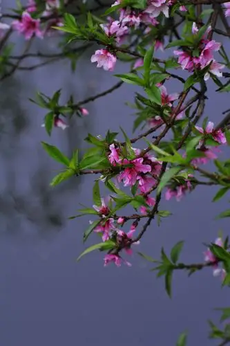烟雨桃花,我等你