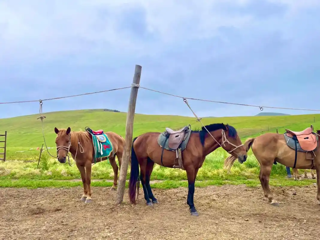 我的草原我的马我想咋耍就咋耍 #内蒙古风景 - 抖音