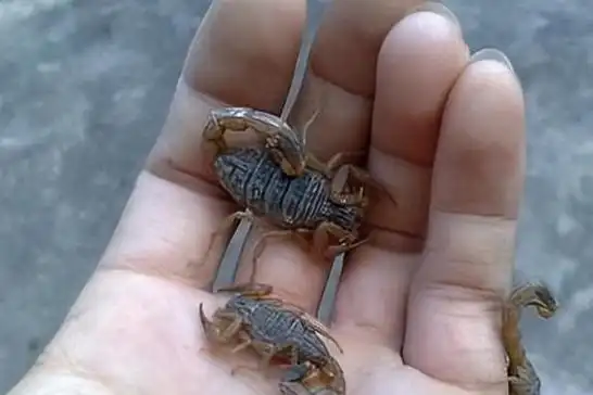 世界十大毒蝎子排名以色列杀人蝎位列榜首