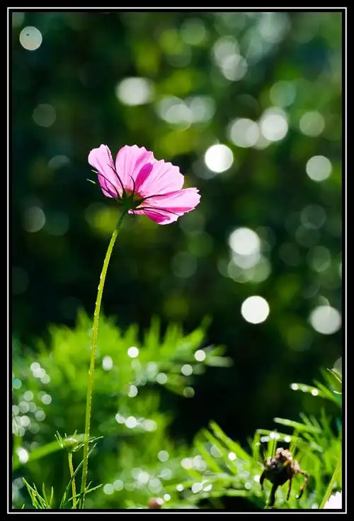 挂着露珠儿的格桑花 (共 5 p)