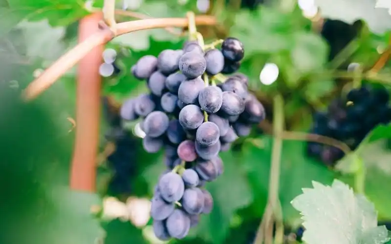 电脑壁纸 花卉 果蔬 酸甜诱人的葡萄