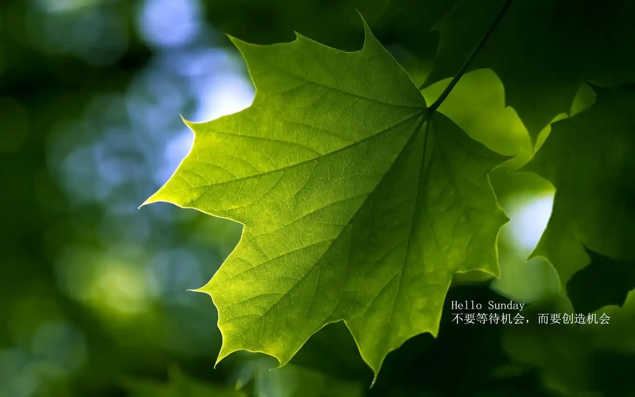 唯美文字每日心语清新绿色植物护眼桌面壁纸图片下载