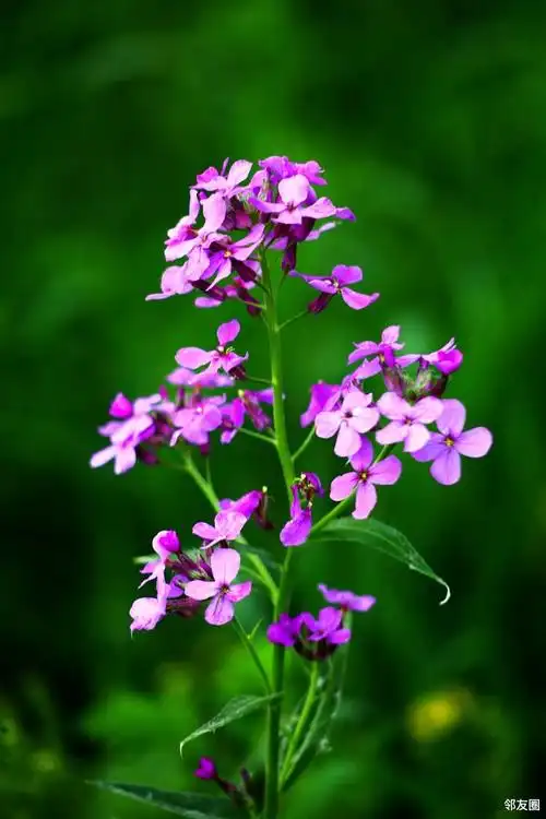 初夏之旅打卡梦幻紫毛萼香芥