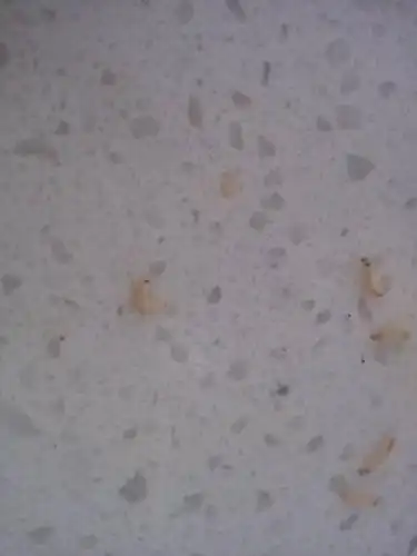 厨房出现半个米粒大小白色小蠕虫