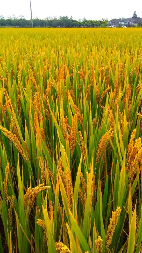 金色的稻田