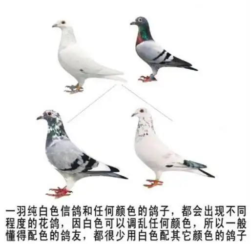 白色鸽子和黑色鸽子配对会出现什么颜色的鸽子