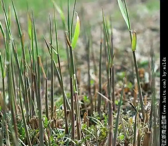 解读苏轼的《惠崇春江晚景》