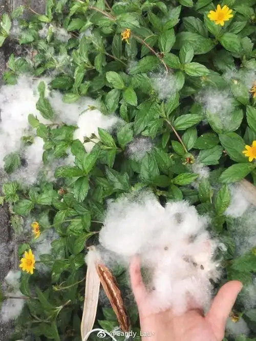 街道两边的木棉花絮掉落一地, 太有下雪的感觉.