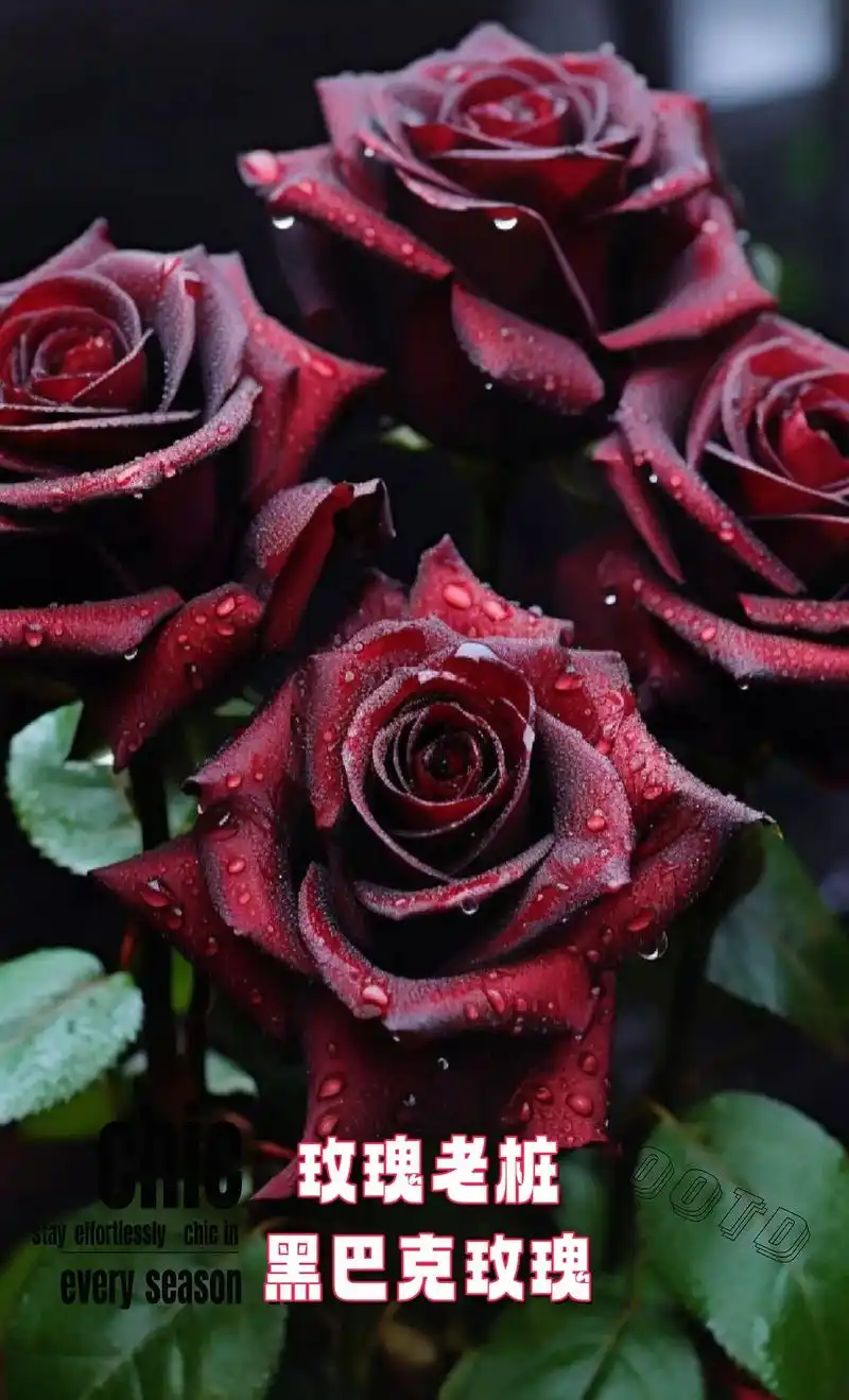 黑巴克玫瑰花老桩玫瑰78