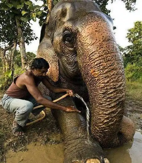 英国巨型龙虾近60岁 身体长约为0.76米