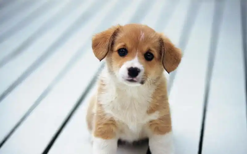 小狗可爱萌壁纸大全