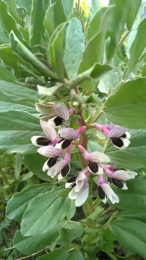 乡村即景:蚕豆花开竖耳听