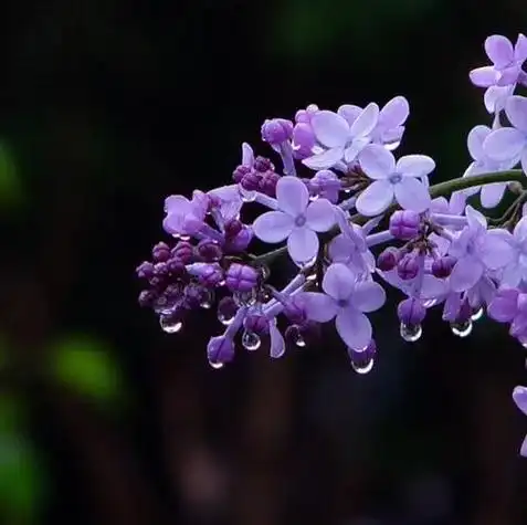 雨中丁香花  .雨中丁香花              图/文 - 抖音