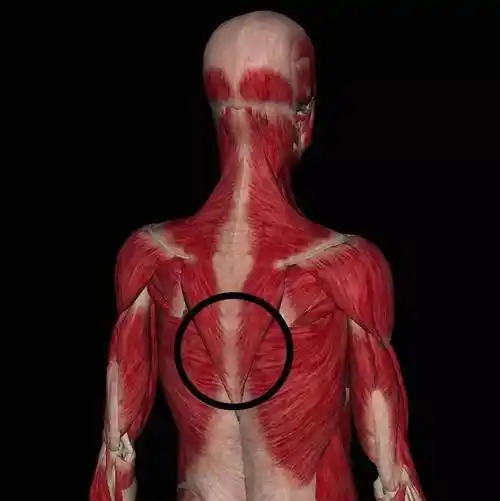 下斜方肌解剖图示意|图源:3dbody解剖