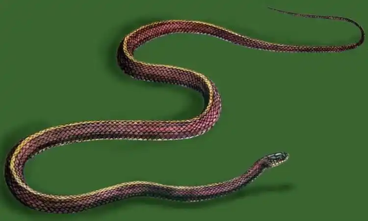 中药白毛蛇,中药材蛇 - 看百科