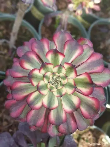 法师新品美娅法师培育记