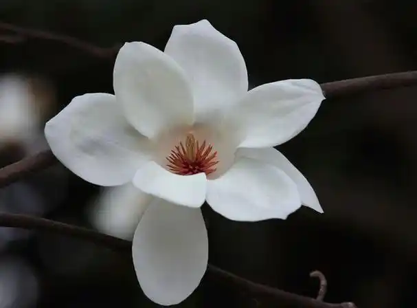 不同品种的玉兰花的开花时间也不同,比如白玉兰的花期在3-5月,朱砂